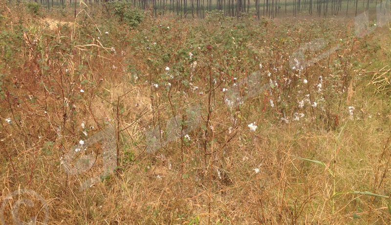 Gihanga : les larmes des cultivateurs de coton