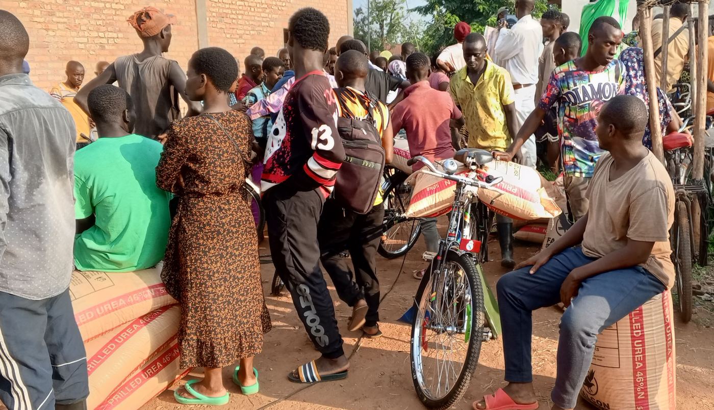 Région Ouest/Cibitoke : Les cultures se dessèchent suite au manque d’intrants agricoles