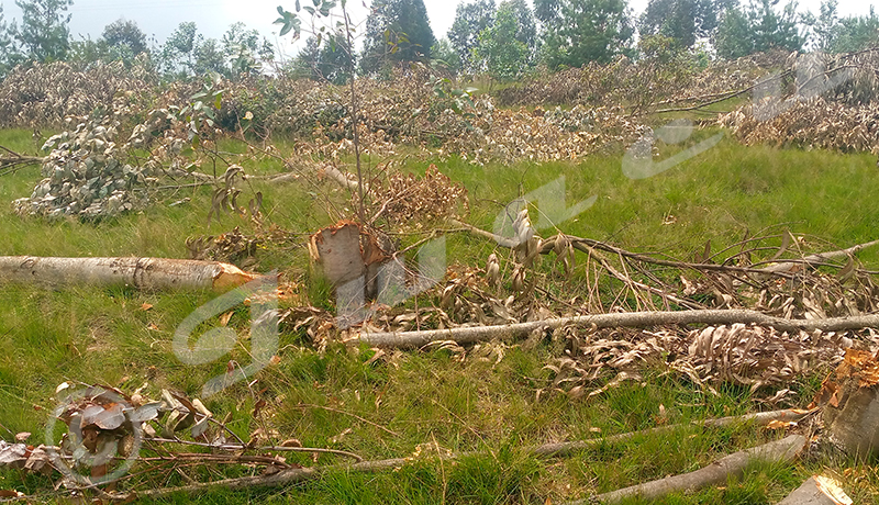 Mukike/Mugongo-Manga : L’arbre sacrifié au profit de la pomme de terre